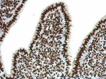 Anti-SFPQ antibody [N2C1], Internal used in IHC (Paraffin sections) (IHC-P). GTX114209