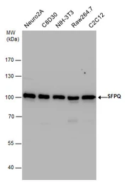 Anti-SFPQ antibody [N2C1], Internal used in Western Blot (WB). GTX114209