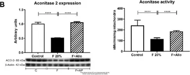 Anti-Aconitase 2 antibody [N1N3] used in Western Blot (WB). GTX114233