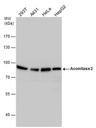 Anti-Aconitase 2 antibody [N1N3] used in Western Blot (WB). GTX114233