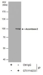 Anti-Aconitase 2 antibody [N1N3] used in Immunoprecipitation (IP). GTX114233