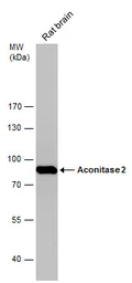 Anti-Aconitase 2 antibody [N1N3] used in Western Blot (WB). GTX114233