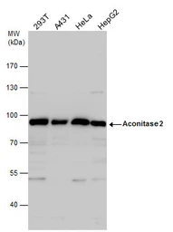 Anti-Aconitase 2 antibody [N1N3] used in Western Blot (WB). GTX114233