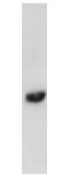 Anti-EDG1 antibody used in Western Blot (WB). GTX11424
