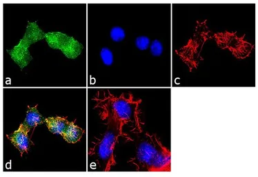 Anti-EDG1 antibody used in Immunocytochemistry/ Immunofluorescence (ICC/IF). GTX11424