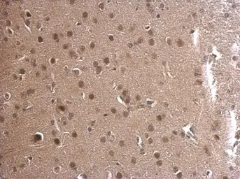 Anti-ADSL antibody [N3C3] used in IHC (Paraffin sections) (IHC-P). GTX114243