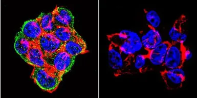 Anti-SNTB2 antibody [1351] used in Immunocytochemistry/ Immunofluorescence (ICC/IF). GTX11425