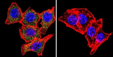 Anti-SNTB2 antibody [1351] used in Immunocytochemistry/ Immunofluorescence (ICC/IF). GTX11425