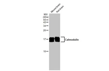 Anti-Calmodulin antibody used in Western Blot (WB). GTX114300