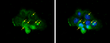 Anti-Centrin 1 antibody [N1C3] used in Immunocytochemistry/ Immunofluorescence (ICC/IF). GTX114316