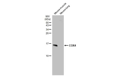 Anti-COX4 antibody used in Western Blot (WB). GTX114330