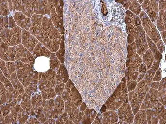 Anti-Carboxypeptidase B antibody [N3C3] used in IHC (Paraffin sections) (IHC-P). GTX114334