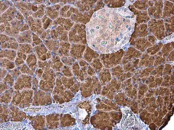 Anti-Carboxypeptidase B antibody [N3C3] used in IHC (Paraffin sections) (IHC-P). GTX114334