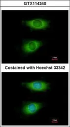 Anti-CRIP2 antibody [N1C3] used in Immunocytochemistry/ Immunofluorescence (ICC/IF). GTX114340