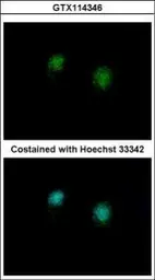 Anti-CtBP2 antibody [N1N3] used in Immunocytochemistry/ Immunofluorescence (ICC/IF). GTX114346