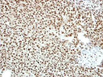 Anti-CtBP2 antibody [N1N3] used in IHC (Paraffin sections) (IHC-P). GTX114346