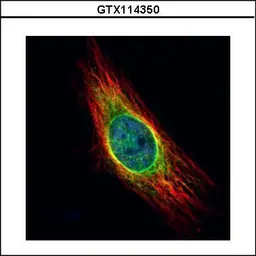 Anti-Cathepsin S antibody used in Immunocytochemistry/ Immunofluorescence (ICC/IF). GTX114350