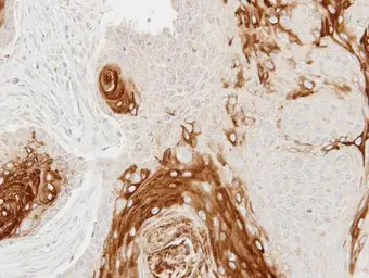 Anti-Cathepsin S antibody used in IHC (Paraffin sections) (IHC-P). GTX114350