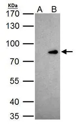 Anti-CUTL1 antibody used in Immunoprecipitation (IP). GTX114351