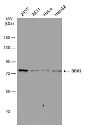 Anti-DDX3 antibody used in Western Blot (WB). GTX114360