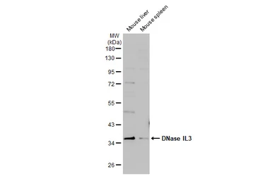 Anti-DNase IL3 antibody [N3C3] used in Western Blot (WB). GTX114363