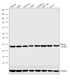 Anti-PSMA5 antibody used in Western Blot (WB). GTX11437