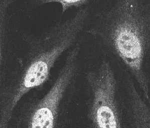 Anti-PSMA5 antibody used in Immunocytochemistry/ Immunofluorescence (ICC/IF). GTX11437