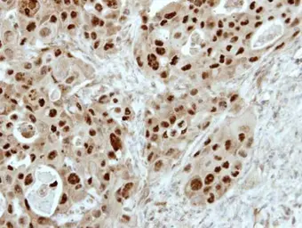 Anti-E2F6 antibody used in IHC (Paraffin sections) (IHC-P). GTX114373
