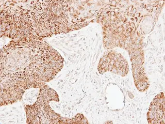 Anti-ECH1 antibody used in IHC (Paraffin sections) (IHC-P). GTX114374