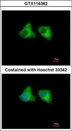 Anti-EML1 antibody [C2C3], C-term used in Immunocytochemistry/ Immunofluorescence (ICC/IF). GTX114382