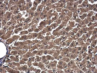 Anti-ESD antibody used in IHC (Paraffin sections) (IHC-P). GTX114391