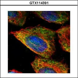 Anti-ESD antibody used in Immunocytochemistry/ Immunofluorescence (ICC/IF). GTX114391