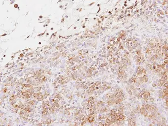 Anti-EXTL2 antibody [N2C3] used in IHC (Paraffin sections) (IHC-P). GTX114395