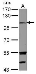 Anti-EXTL3 antibody [C2C3], C-term used in Western Blot (WB). GTX114396