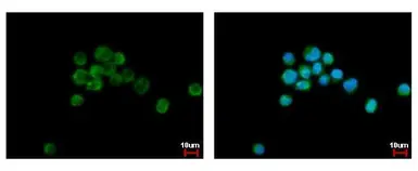Anti-Flightless I antibody [C2C3], C-term used in Immunocytochemistry/ Immunofluorescence (ICC/IF). GTX114410