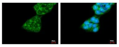 Anti-FMO1 antibody [N2C1], Internal used in Immunocytochemistry/ Immunofluorescence (ICC/IF). GTX114412
