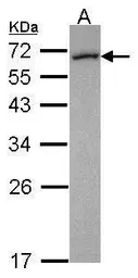 Anti-FMO5 antibody [N1N3] used in Western Blot (WB). GTX114414