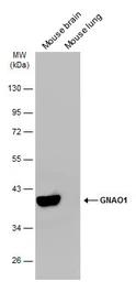 Anti-GNAO1 antibody used in Western Blot (WB). GTX114439