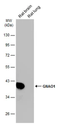 Anti-GNAO1 antibody used in Western Blot (WB). GTX114439