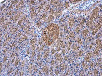 Anti-GNAO1 antibody used in IHC (Paraffin sections) (IHC-P). GTX114439