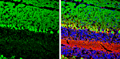 Anti-GNAO1 antibody used in IHC (Frozen sections) (IHC-Fr). GTX114439