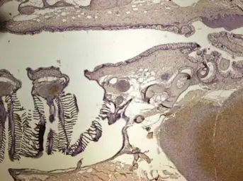 Anti-GNAO1 antibody used in IHC (Paraffin sections) (IHC-P). GTX114439