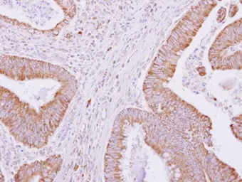 Anti-GNAO1 antibody used in IHC (Paraffin sections) (IHC-P). GTX114439