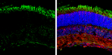 Anti-GNAT2 antibody [N3C3] used in IHC (Frozen sections) (IHC-Fr). GTX114440