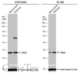 Anti-GNAZ antibody [N1C1] used in Western Blot (WB). GTX114441