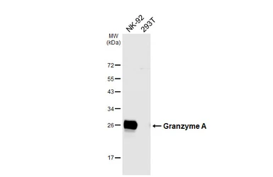 Anti-Granzyme A antibody [N2C3] used in Western Blot (WB). GTX114461