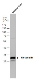 Anti-Histone H1.0 antibody used in Western Blot (WB). GTX114462