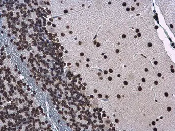 Anti-Histone H1.0 antibody used in IHC (Paraffin sections) (IHC-P). GTX114462