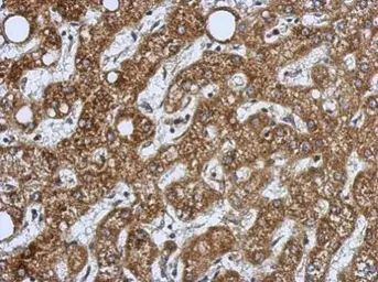 Anti-HSD17B3 antibody used in IHC (Paraffin sections) (IHC-P). GTX114480