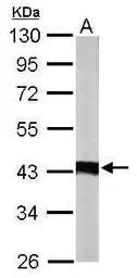 Anti-IDH3A antibody used in Western Blot (WB). GTX114486